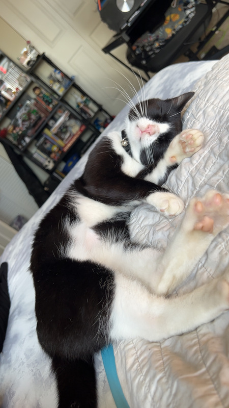 Entry image for Ducky. Clicking this image will show a larger photo