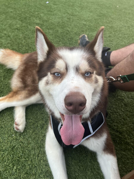 Entry image for Stitch. Clicking this image will show a larger photo