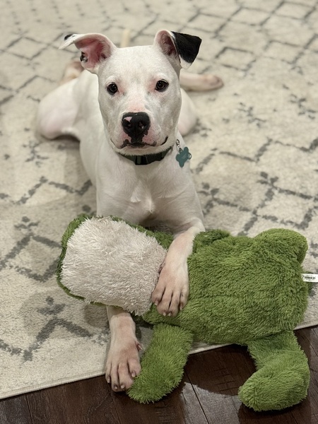 Entry image for Sully. Clicking this image will show a larger photo