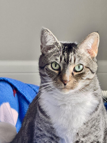 Entry image for Toebie. Clicking this image will show a larger photo