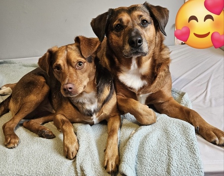 Entry image for Harper and Dawson. Clicking this image will show a larger photo