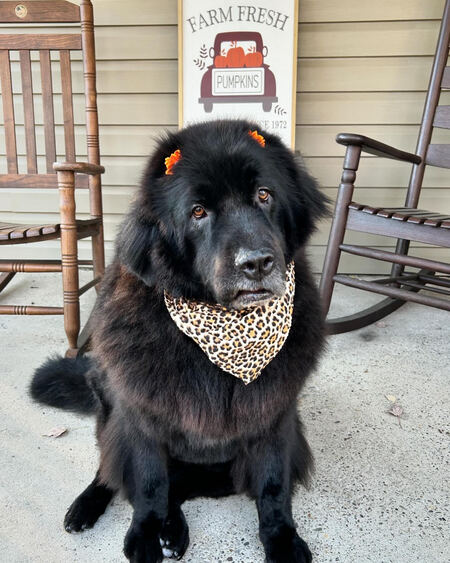 Entry image for Montana. Clicking this image will show a larger photo