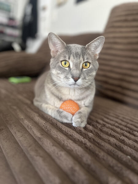 Entry image for Wyatt. Clicking this image will show a larger photo