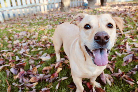 Entry image for Murphy. Clicking this image will show a larger photo