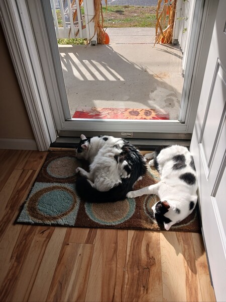 Entry image for Grizzly and Koala. Clicking this image will show a larger photo