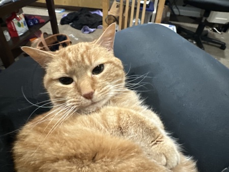 Entry image for Potato. Clicking this image will show a larger photo