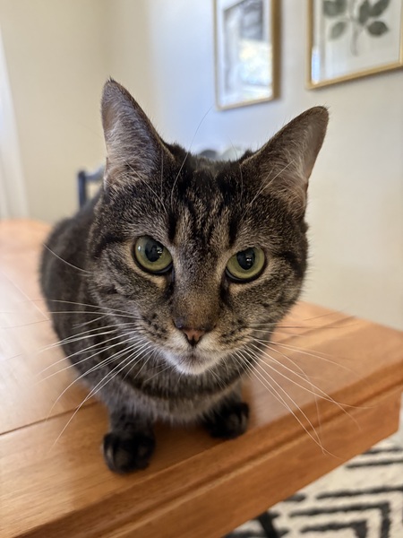 Entry image for Mabel. Clicking this image will show a larger photo