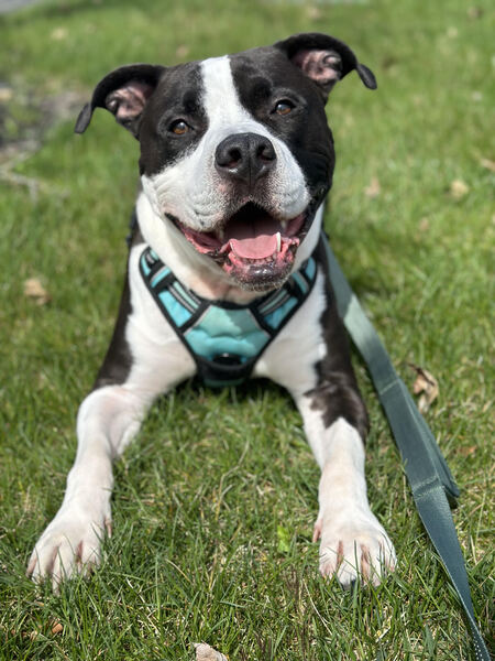 Entry image for Onion. Clicking this image will show a larger photo