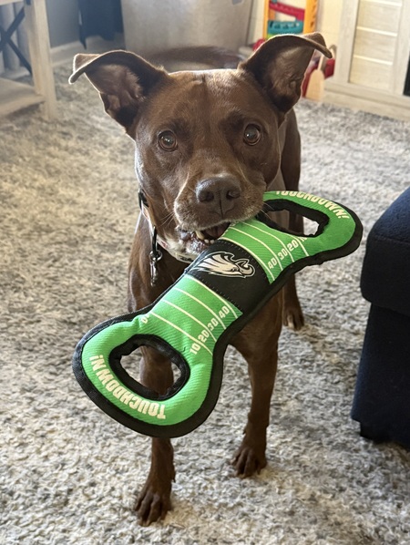 Entry image for Aries. Clicking this image will show a larger photo