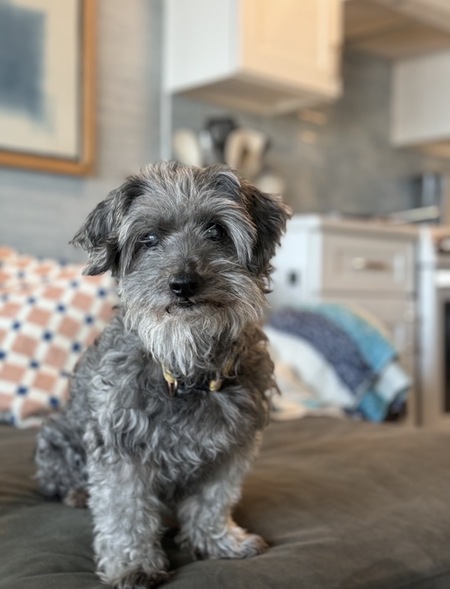 Entry image for Smokey. Clicking this image will show a larger photo