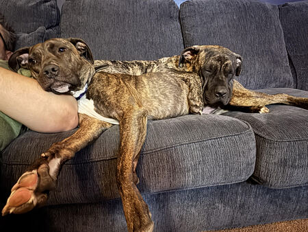 Entry image for Rhea and Woodson. Clicking this image will show a larger photo