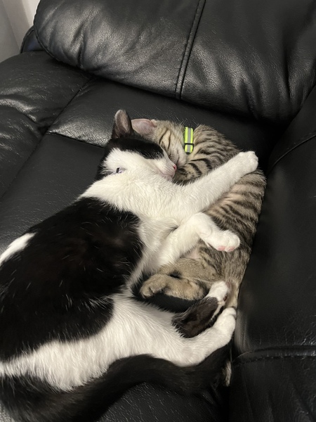 Entry image for Oreo and Cookie. Clicking this image will show a larger photo