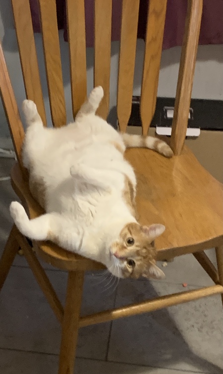 Entry image for Creamsicle. Clicking this image will show a larger photo