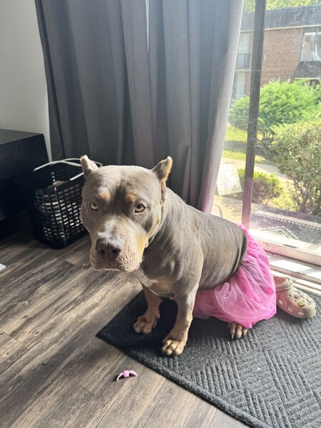 Entry image for Dior. Clicking this image will show a larger photo