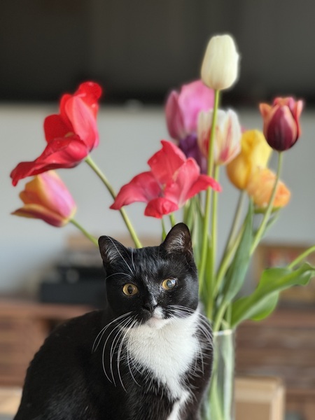 Entry image for Bridget. Clicking this image will show a larger photo