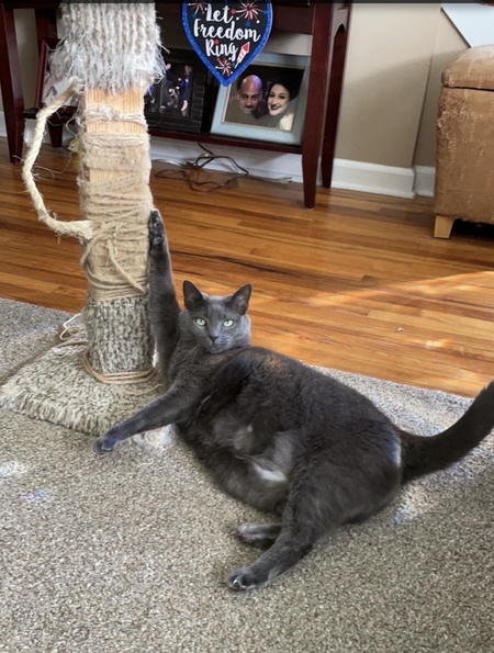 Entry image for Dexter. Clicking this image will show a larger photo