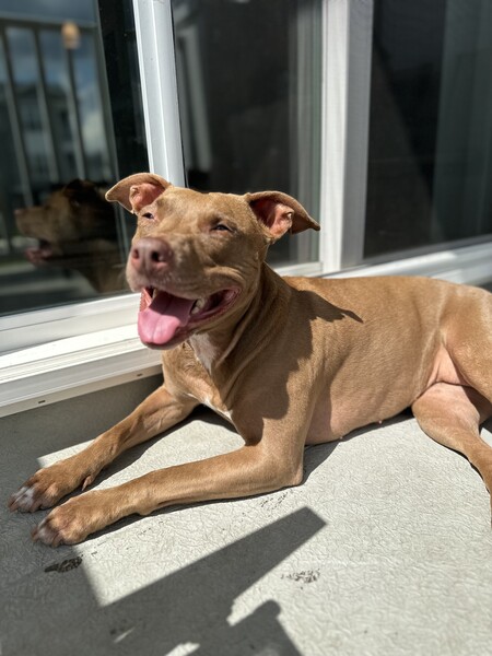 Entry image for Coco. Clicking this image will show a larger photo