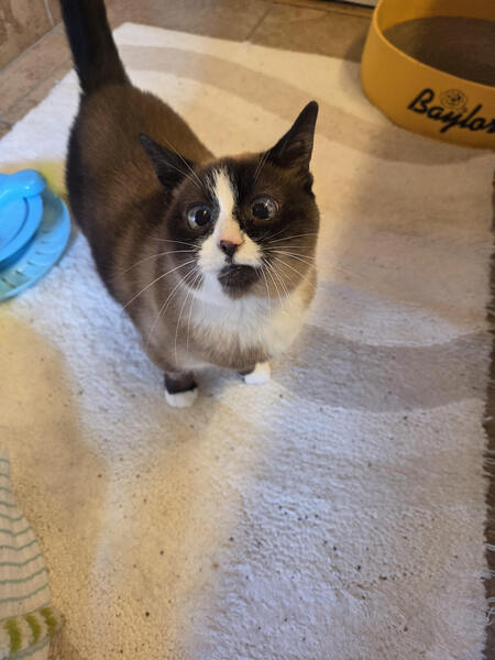 Entry image for Juno. Clicking this image will show a larger photo