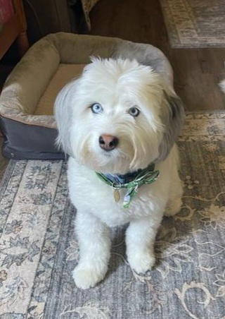 Entry image for Newman. Clicking this image will show a larger photo