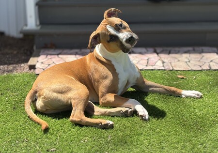 Entry image for Cleo. Clicking this image will show a larger photo