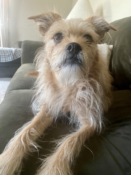 Entry image for Gracie. Clicking this image will show a larger photo