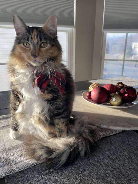 Entry image for Swiftie. Clicking this image will show a larger photo