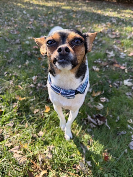 Entry image for Thoka. Clicking this image will show a larger photo