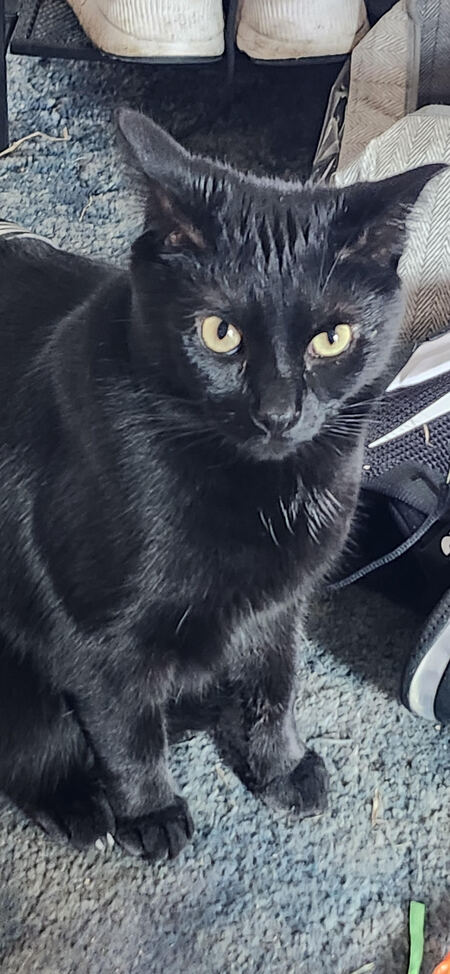 Entry image for Littles. Clicking this image will show a larger photo