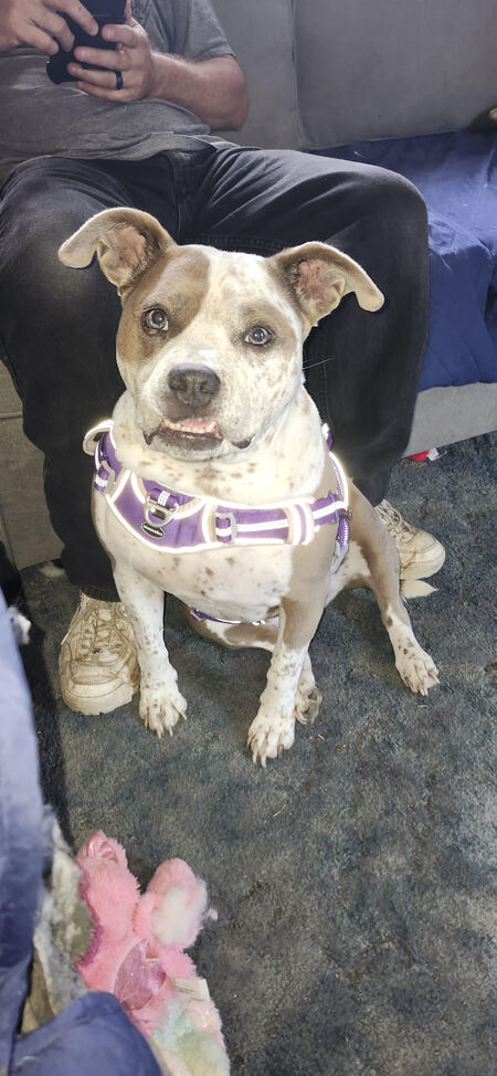 Entry image for Mocha. Clicking this image will show a larger photo