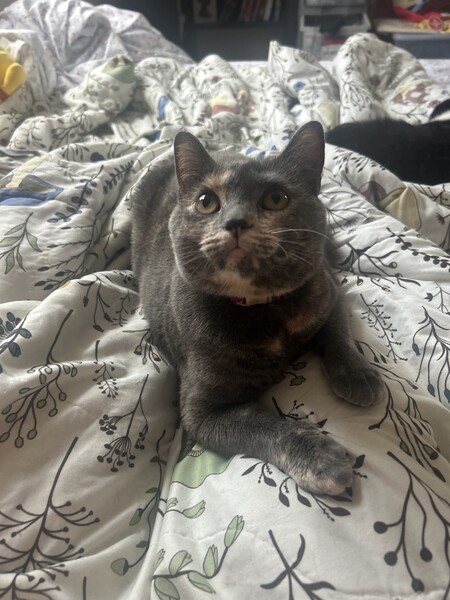 Entry image for Persephone. Clicking this image will show a larger photo