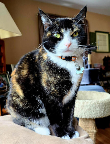 Entry image for Catalina. Clicking this image will show a larger photo