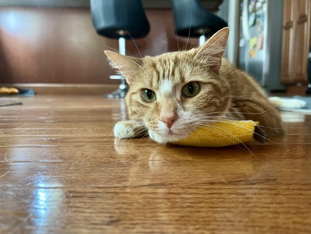 Entry image for Gus. Clicking this image will show a larger photo