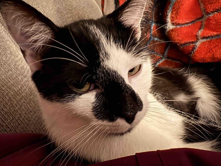 Entry image for Ivy. Clicking this image will show a larger photo