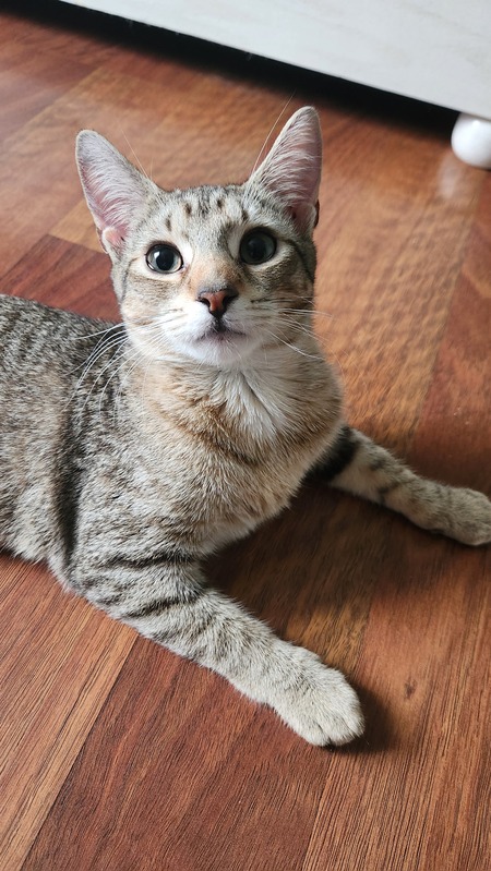 Entry image for Gracie. Clicking this image will show a larger photo