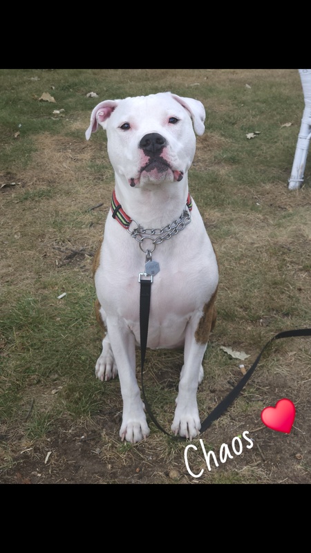 Entry image for Chaos. Clicking this image will show a larger photo