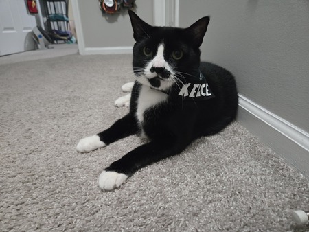 Entry image for Kelce. Clicking this image will show a larger photo