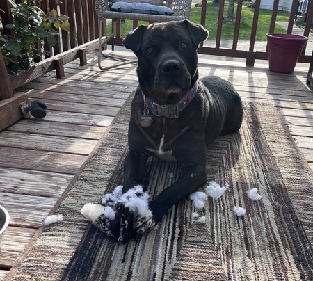 Entry image for Mynx. Clicking this image will show a larger photo