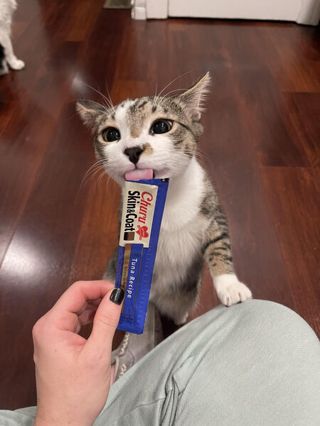 Entry image for Jameson. Clicking this image will show a larger photo