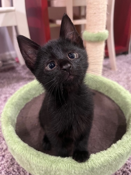 Entry image for Loki. Clicking this image will show a larger photo