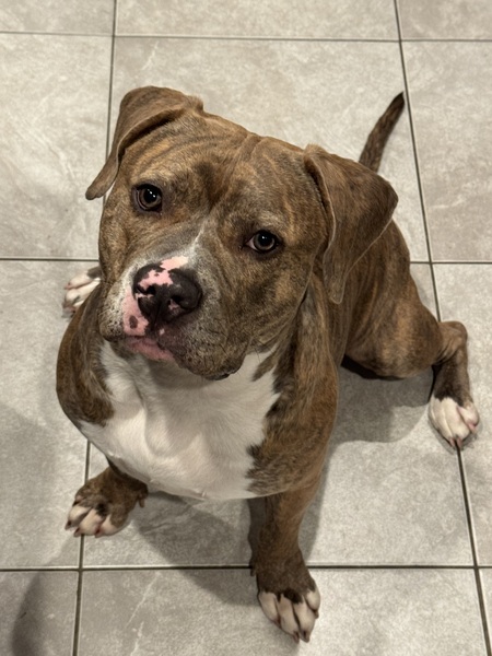 Entry image for Buddy. Clicking this image will show a larger photo