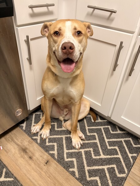 Entry image for Conan. Clicking this image will show a larger photo