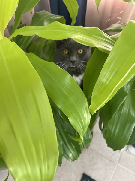 Entry image for Louie. Clicking this image will show a larger photo