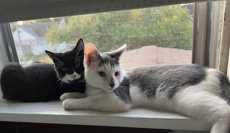 Entry image for Casty and Chanel. Clicking this image will show a larger photo