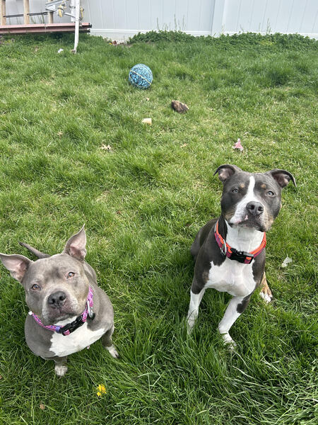 Entry image for Cater and Violet. Clicking this image will show a larger photo