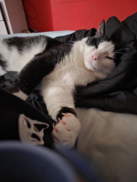 Entry image for Meowski. Clicking this image will show a larger photo