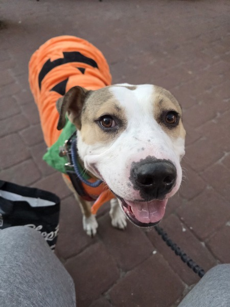 Entry image for Vesper. Clicking this image will show a larger photo