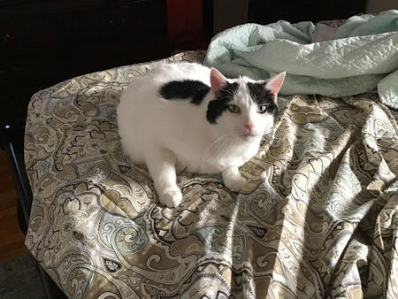 Entry image for Lulu. Clicking this image will show a larger photo