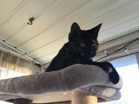 Entry image for Rosa. Clicking this image will show a larger photo