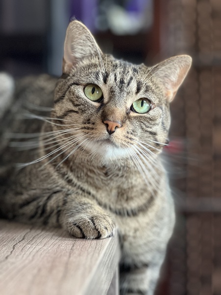 Entry image for Mischa. Clicking this image will show a larger photo