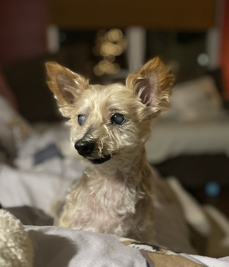 Entry image for Twinkie. Clicking this image will show a larger photo